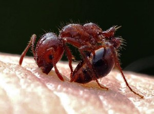 fireant1[1]
